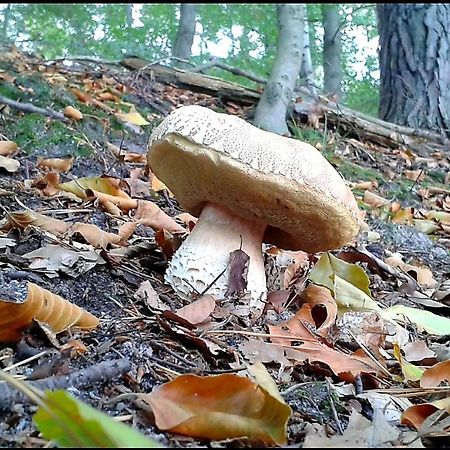 Saneczkowa3.10 Lägenhet Karpacz Exteriör bild
